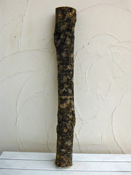 園芸ネット本店｜[送料無料]ホダキング（しいたけホダ木オガ菌完熟90cm