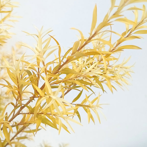 園芸ネット本店｜メラレウカ：レボリューションゴールド5号ポット の