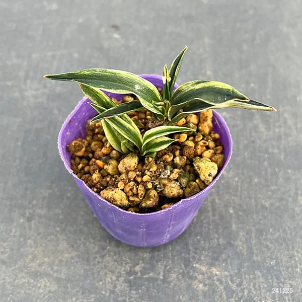 園芸ネット本店｜オモト（万年青）：群雀（ムラスズメ）2.5-3号ポット