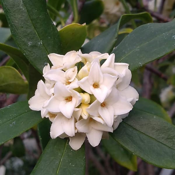 園芸ネット本店｜ジンチョウゲ（沈丁花）：白花4.5～5号ポット の通販