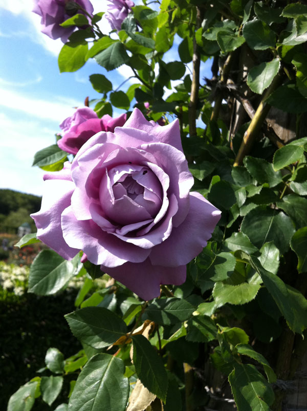 園芸ネット本店｜つるバラ：ブルームーン大苗 の通販【公式】