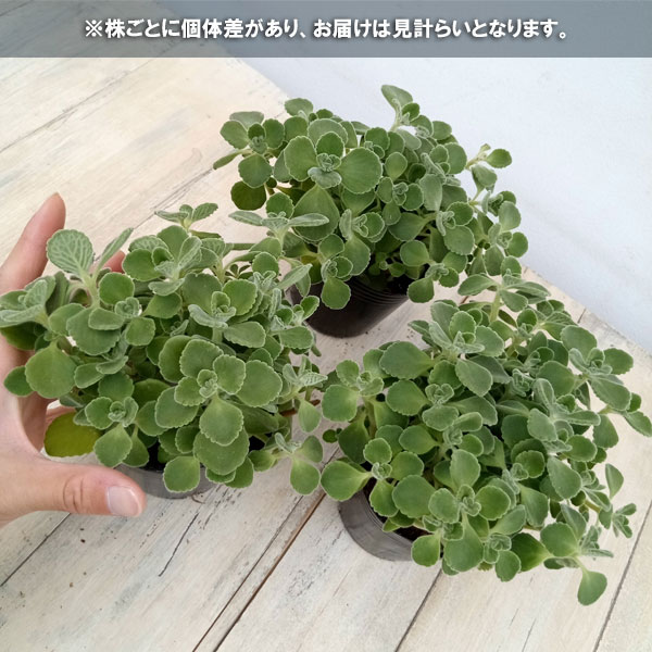 園芸ネット本店｜アロマティカス3号ポット の通販【公式】