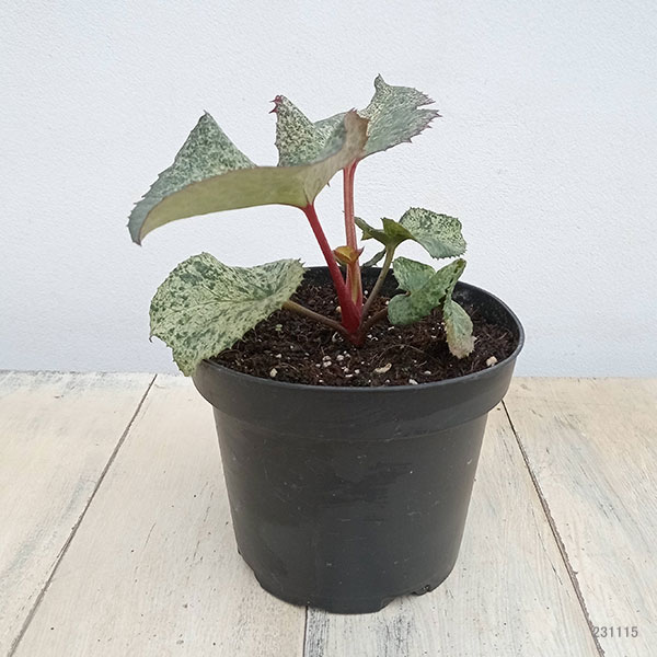 園芸ネット本店｜クリスマスローズ（原種系）：*アーグチフォリウスHGC