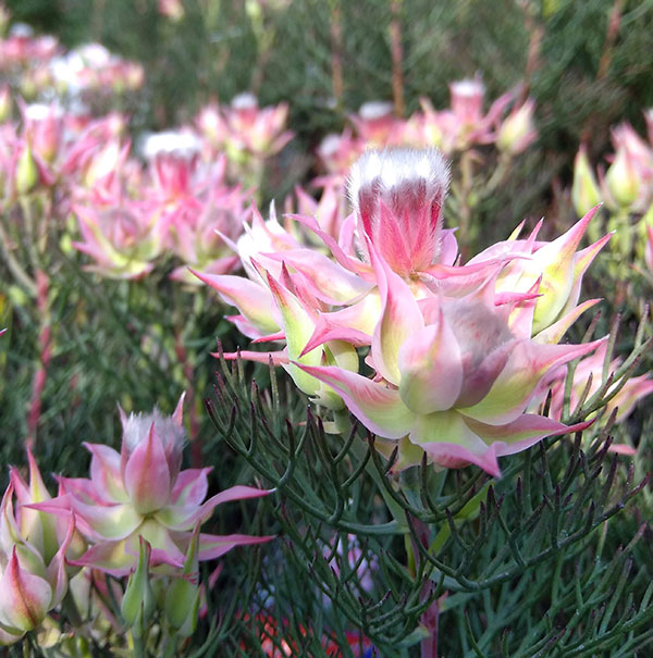 園芸ネット本店｜セルリア3種セット：ブラッシングブライド・プリティ