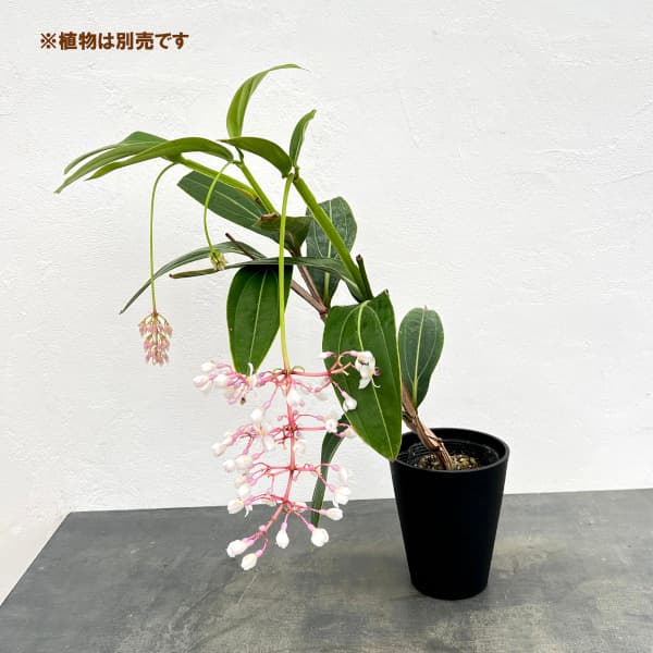 園芸ネット本店｜セラアート長鉢5号（黒） の通販【公式】