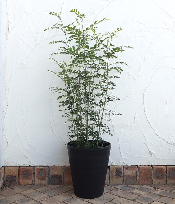 園芸ネット本店｜セラアート長鉢尺10号（黒） 鉢・受け皿付3セット の