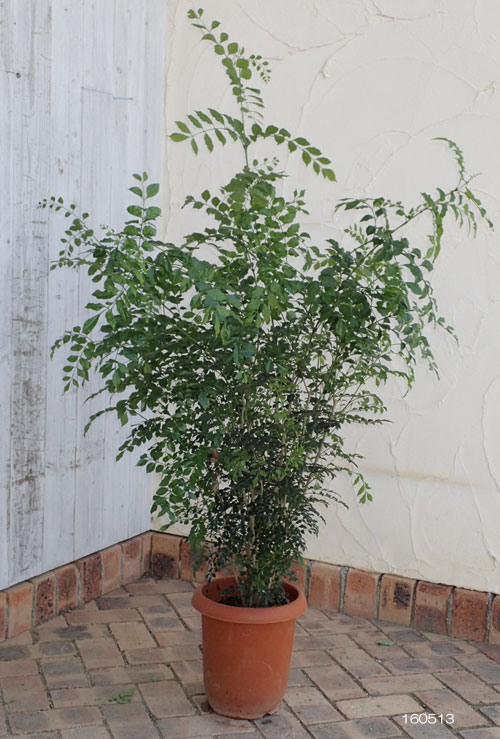 園芸ネット本店｜シマトネリコ8号鉢植え の通販【公式】