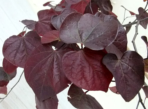 園芸ネット本店｜アメリカハナズオウ：ルビーフォールズ6号ポット の