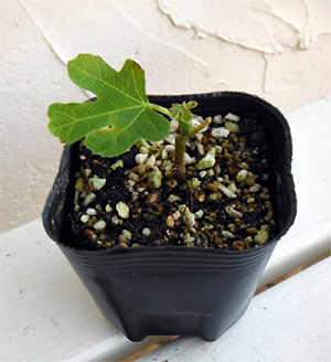 園芸ネット本店｜甘～いミニイチジク：イスラエル3号ポット の通販【公式】