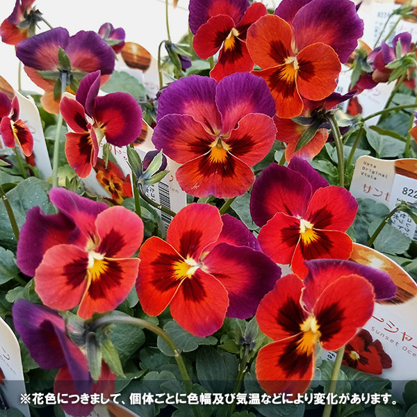 園芸ネット本店｜うえたコレクションビオラ：サンセットオーシャン3.5