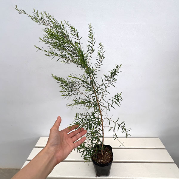 園芸ネット本店｜[26年4月上旬予約]メラレウカ：スノーインサマー4～5