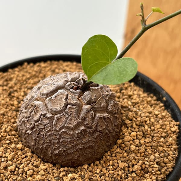 園芸ネット本店｜キッコウリュウ（亀甲竜）：エレファンティペス3.5号