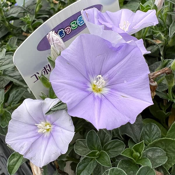 園芸ネット本店｜コンボルブルス：ブルーコンパクタ3.5号ポット の通販