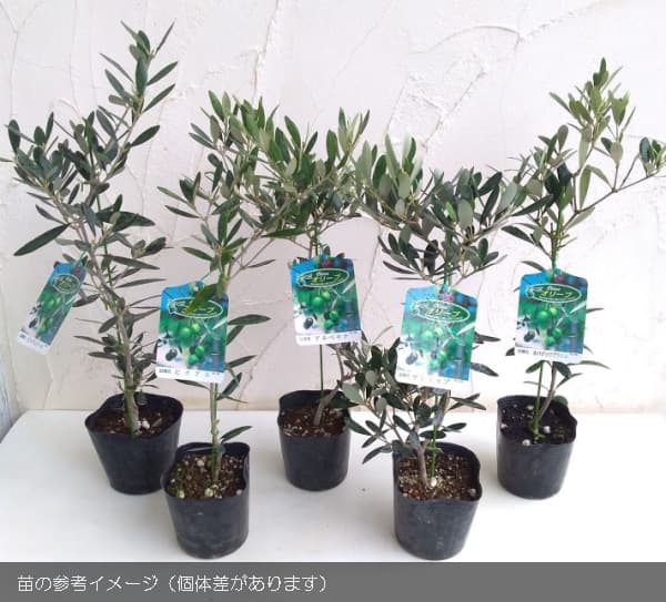 園芸ネット本店｜オリーブ：ネバティロブランコ 4号ポット[実付き] の