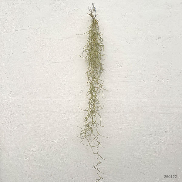 園芸ネット本店｜チランジア：ウスネオイデス（スパニッシュモス）5束