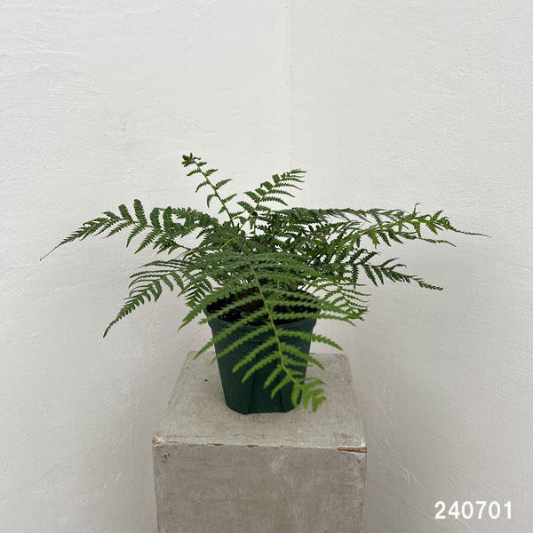 園芸ネット本店｜ディクソニア：アンタルクティカ 5号鉢植え の通販