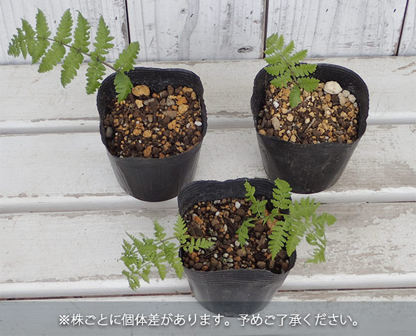 園芸ネット本店｜[送料無料]いっぽんわらび（赤こごみ）3.5号ポット 20