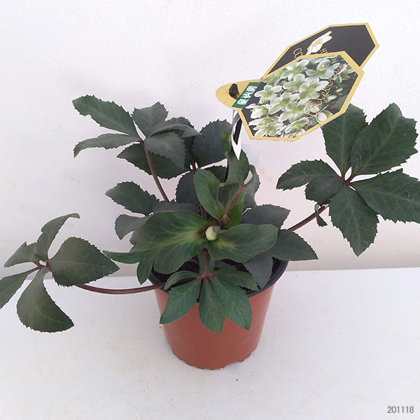 園芸ネット本店｜クリスマスローズ（原種交配）：*HGCモンテクリスト