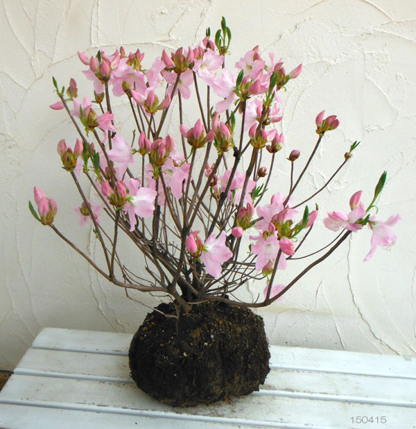 園芸ネット本店｜ツツジ：クロフネツツジ樹高50～60cm根巻きまたは