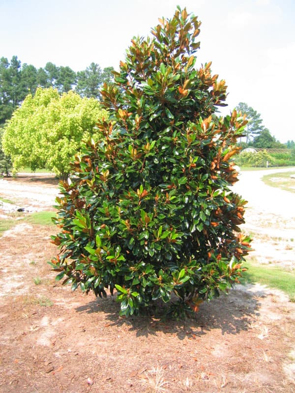 園芸ネット本店｜タイサンボク：リトルジェム9号ポット の通販【公式】