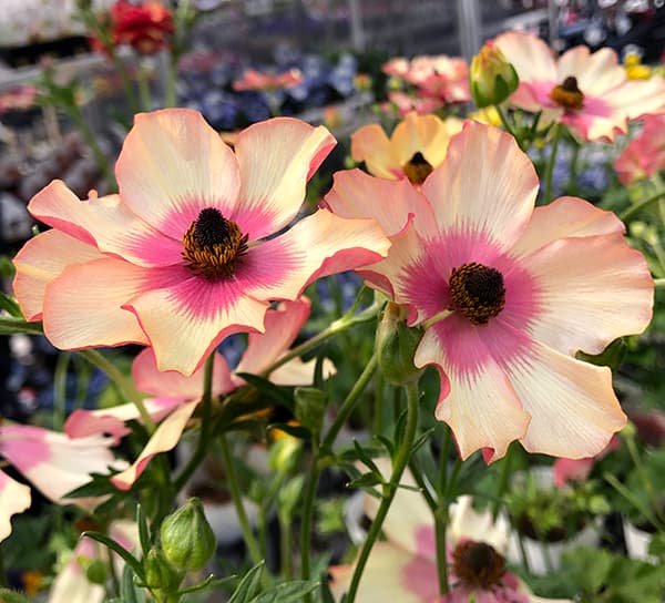 園芸ネット本店｜ラナンキュラス：サラセレネ エヴァンジェリン3.5-4号