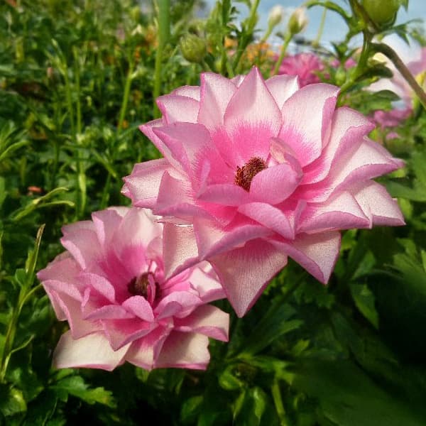 園芸ネット本店｜ラナンキュラス：ラックス ヘラ3.5-4号ポット* の通販