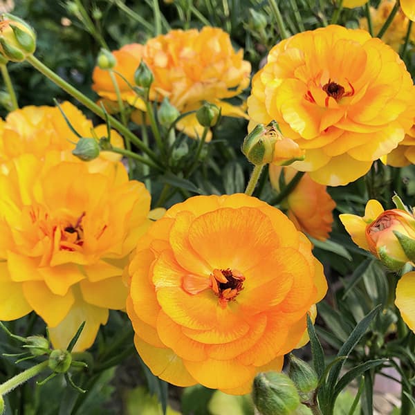 園芸ネット本店｜ラナンキュラス：ラックス ミネルバ3.5-4号ポット* 3