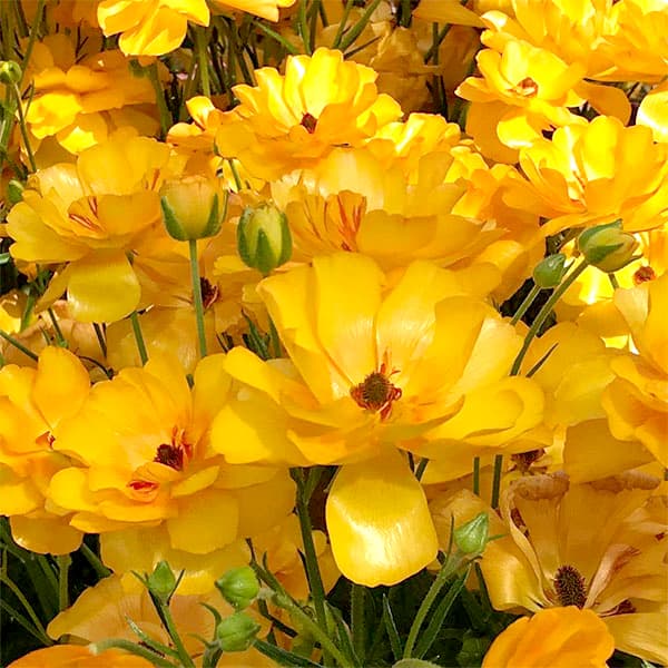 園芸ネット本店｜ラナンキュラス：ラックス ミネルバ3.5-4号ポット* 3