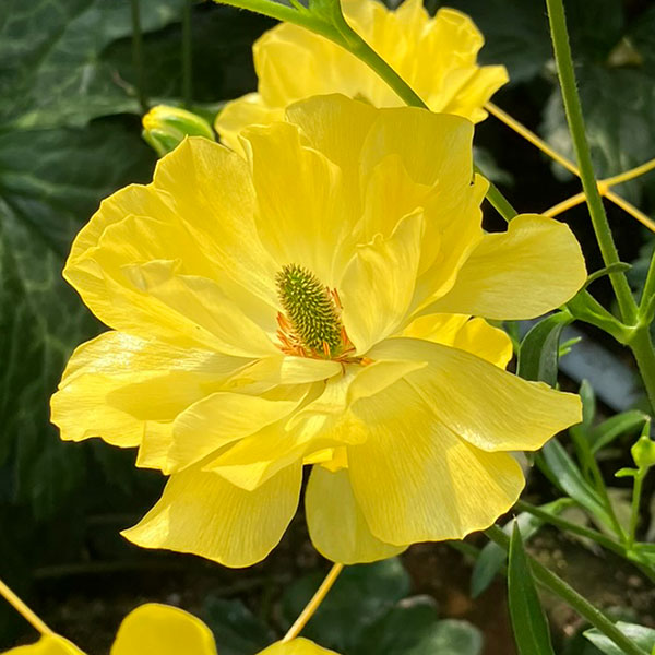 園芸ネット本店｜ラナンキュラス：ラックス ピュタロス5号鉢植えカゴ