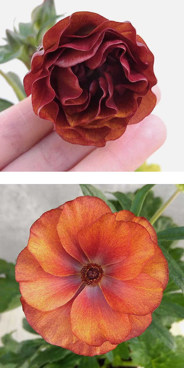 園芸ネット本店｜ラナンキュラス：ラックス サティロス6号鉢（開花終了