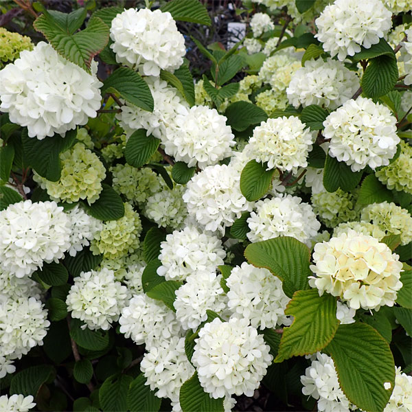 園芸ネット本店｜オオデマリ（大手毬）4.5-5号ポット の通販【公式】