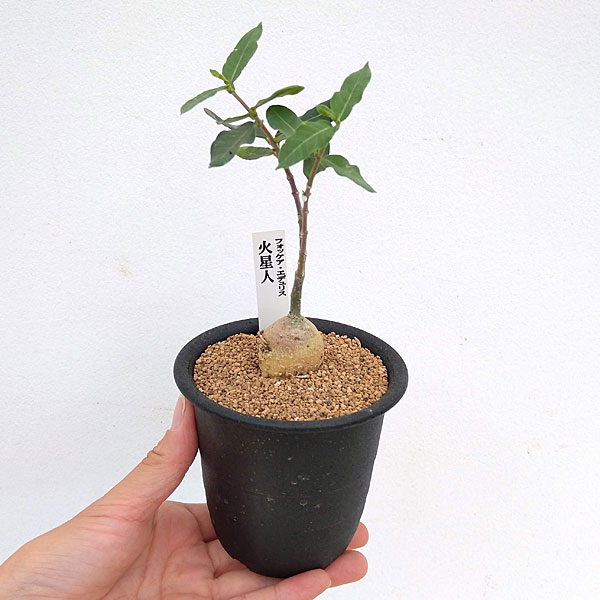 園芸ネット本店｜フォッケア：エデュリス 火星人 3号鉢植え の通販【公式】