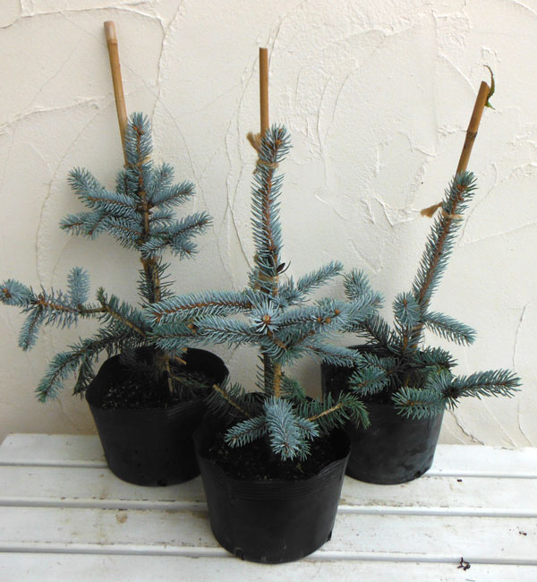 園芸ネット本店｜ピセアプンゲンス（プンゲンストウヒ）：ホプシー7号