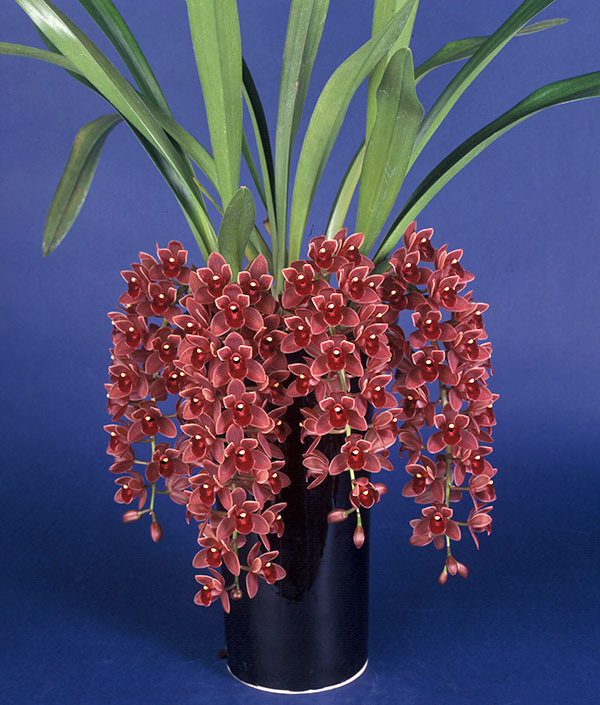 園芸ネット本店｜シンビジューム：フォアゴットンフルーツ花芽付き4号