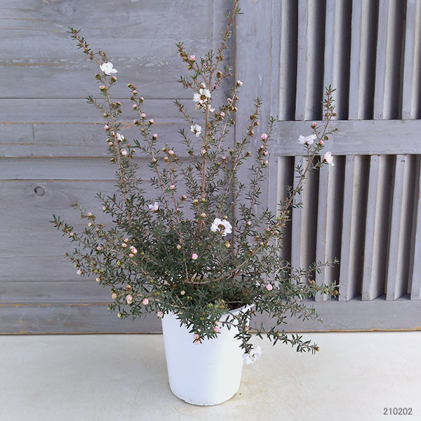 園芸ネット本店｜ギョリュウバイ：白花八重5号ポット の通販【公式】