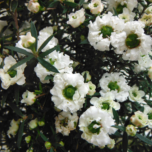 園芸ネット本店｜ギョリュウバイ：白花八重5号ポット の通販【公式】