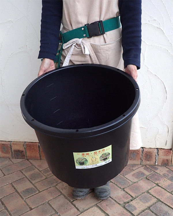 美株 ソテツ 蘇轍 NPポット45黒鉢付 美株 ソテツ 蘇轍 NPポット45黒鉢