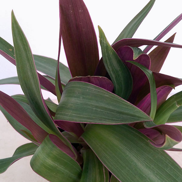 園芸ネット本店｜ムラサキオモト：オーロラ3号ポット 6株セット の通販