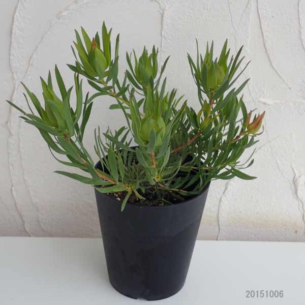 園芸ネット本店｜リューカデンドロン：ファイヤーグロー5号鉢植え の