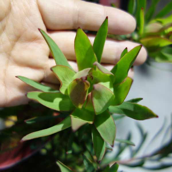 園芸ネット本店｜リューカデンドロン：ファイヤーグロー5号鉢植え の