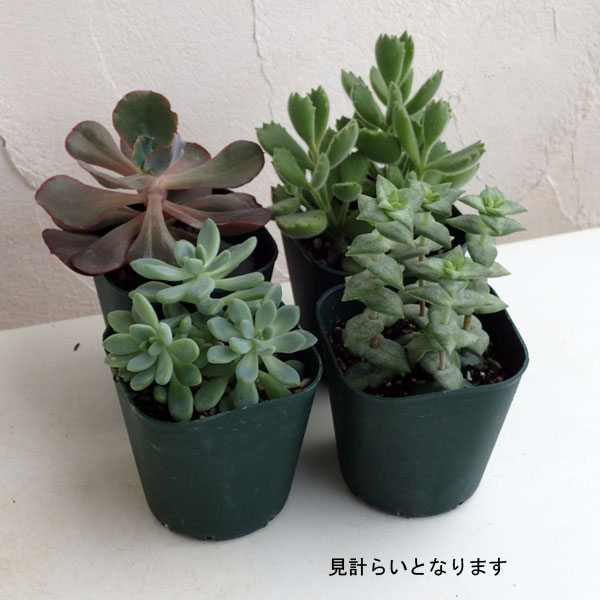 園芸ネット本店｜多肉植物：寄せ植え用3号ポット4株アソートセット の