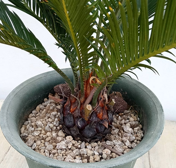 園芸ネット本店｜ソテツ：金環ソテツ 6号鉢植え の通販【公式】