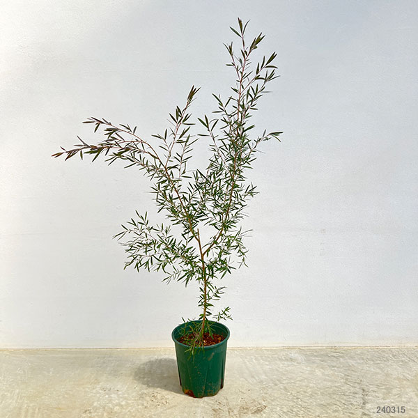 園芸ネット本店｜[26年4月上旬予約]レプトスペルマム：カッパーグロー5