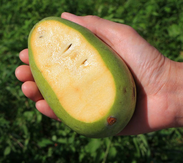 園芸ネット本店｜ポポー：マンゴー（接木苗） 5～6号ポット の通販【公式】