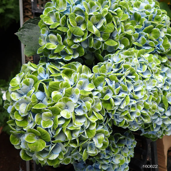 園芸ネット本店｜アジサイ：マジカルレボリューション（ブルー）5号