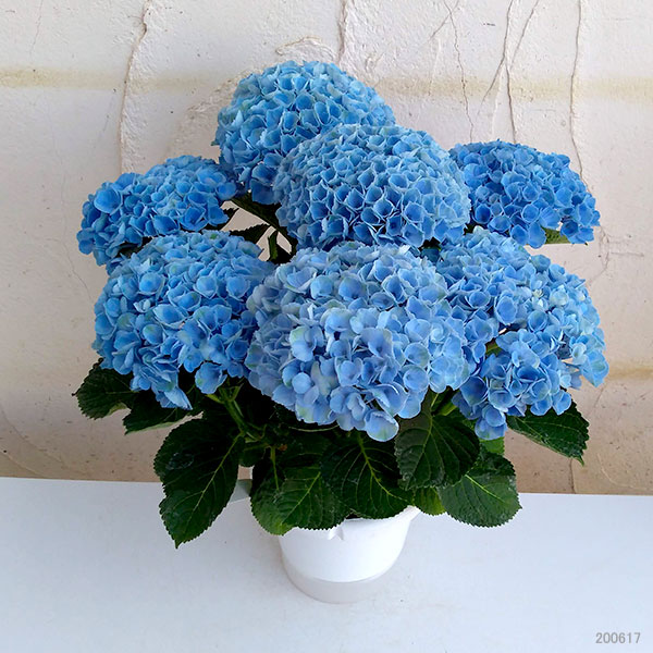 園芸ネット本店｜アジサイ：マジカルレボリューション（ブルー）5号