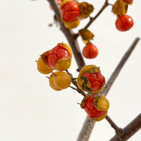 園芸ネット本店｜ツルウメモドキ4.5号ポット の通販【公式】