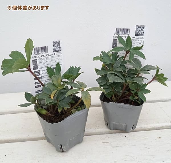 園芸ネット本店｜クリスマスローズ（原種系）：*ダブルファンタジー3号