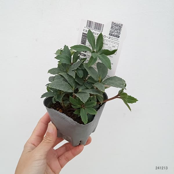 園芸ネット本店｜クリスマスローズ（原種系）：*ダブルファンタジー3号