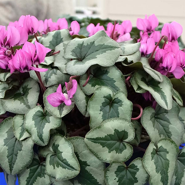 園芸ネット本店｜原種シクラメン種子：コウム BSBE f2（ツリー模様